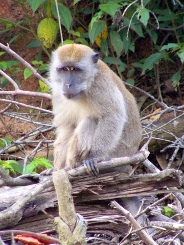 Macaque patriarch